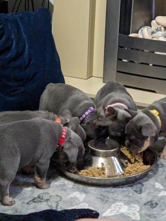 Image 9 of Stunning healthy KC 5 gen frenchie pups (3 males left)