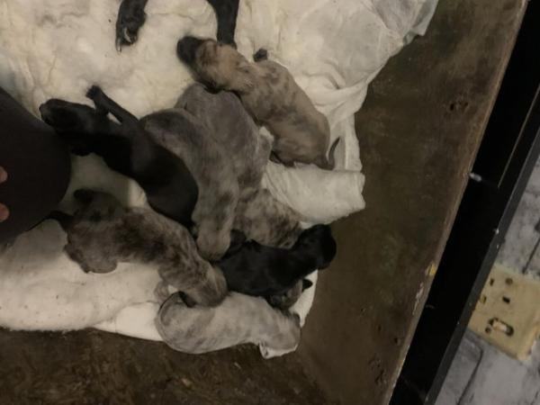 Image 4 of Beautiful litter of whippet puppies