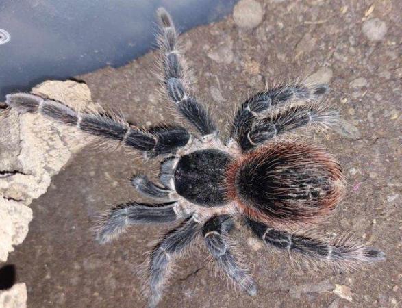Image 3 of (NEW T's ADDED)Variety of Tarantulas for sale