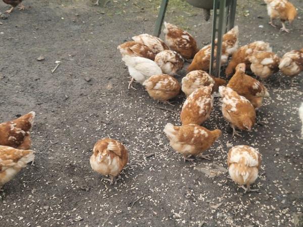 Image 2 of Lots of hybrid pullets for sale