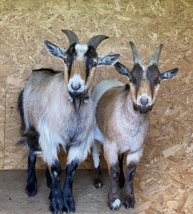 Preview of the first image of 2 Pygmy Goat Male Weathers.