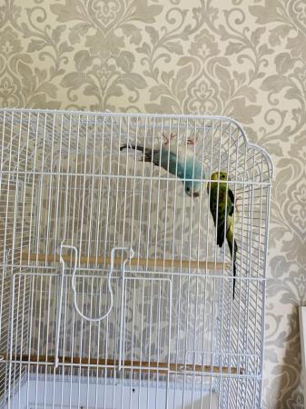 Image 1 of Blue and opaline redrump red rump parakeets