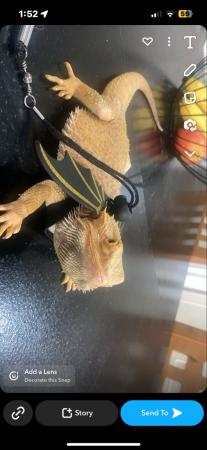 Image 3 of 1 year old hypo bearded dragon
