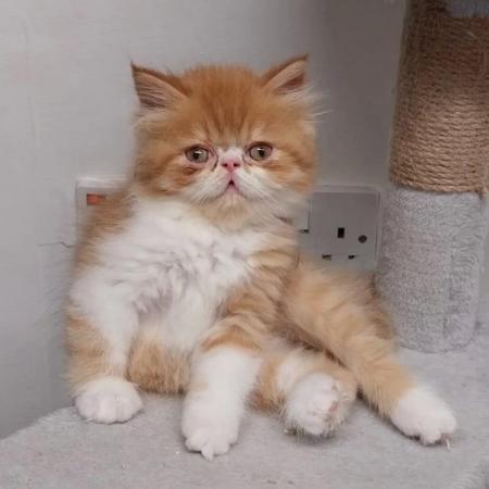 Image 2 of Pure breed Persian kittens for sale. Two gorgeous boys.