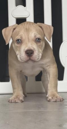 Image 4 of ABKC Pocket bully pupsMessage for more info TopBloodline