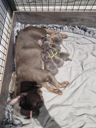 Image 8 of Litter of 7 french bulldogs