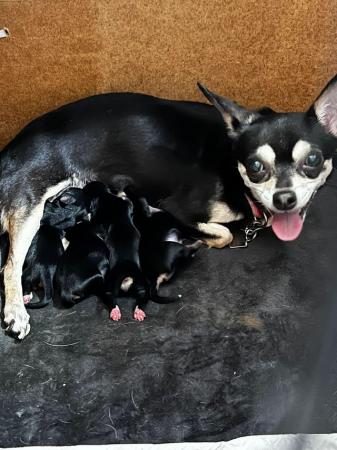 Image 4 of Chihuahua x puppies from KC parents