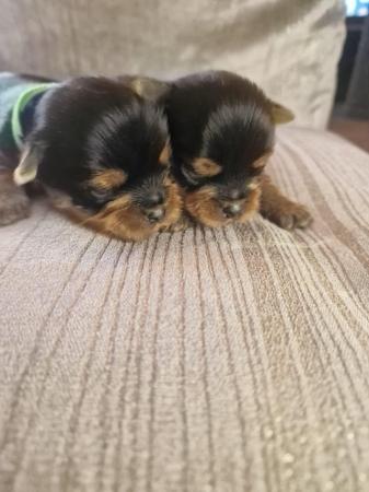 Image 6 of Teacup Yorkshire terrier puppies