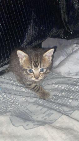 Image 2 of Male Tabby Kitten Ready for new Home !