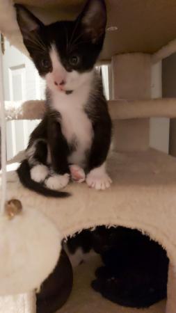 Stunning Oriental Kittens BLACK AND WHITE 3 BOYS for sale in Biggleswade, Bedfordshire - Image 28