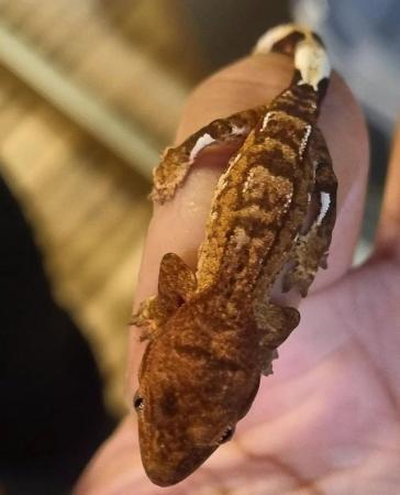 Image 3 of Beautiful Male Crested Gecko