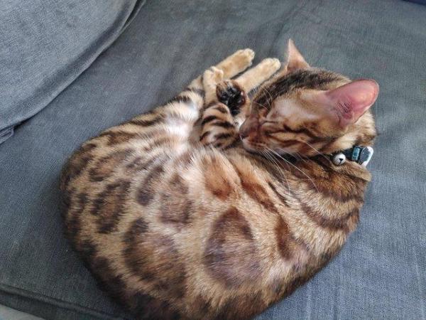 Image 3 of Bengal Pedigree Kittens TICA registered from LilBengals