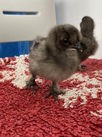 Image 5 of Silkie chicks for sale, must go in pairs