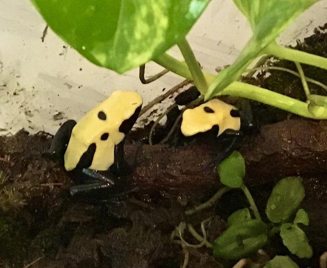 Preview of the first image of Dart Frog - Dendrobates tinctorious “Citronella”.