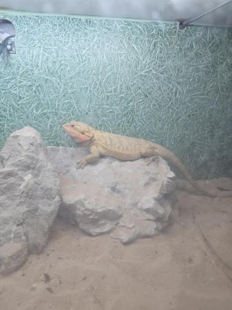 Image 1 of 2 bearded dragons 1 male 1 female