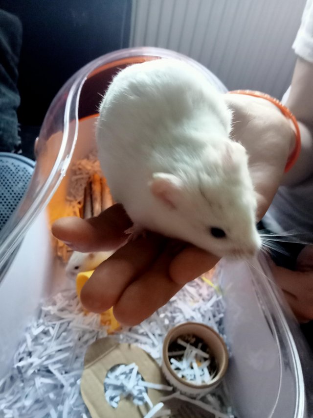 Preview of the first image of 3 baby hamster looking for there new home.