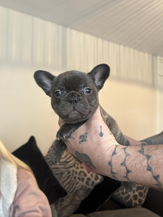Preview of the first image of Ready to leave *kc registered female brindle French bulldog.
