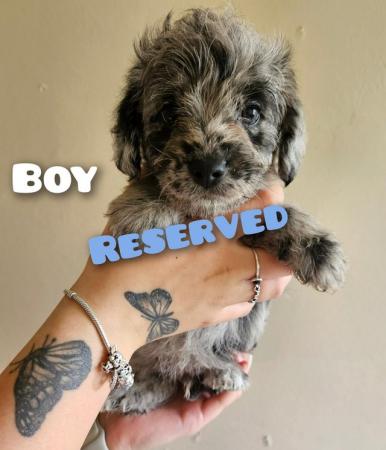 Image 8 of Border terrier x miniature poodle (last 2 boys)