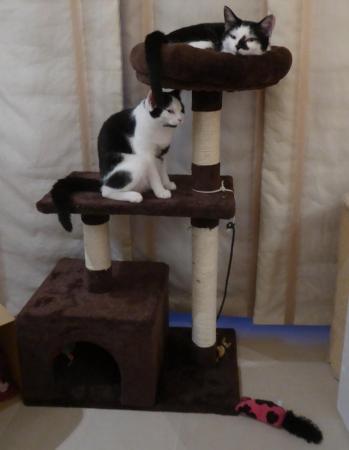 Image 2 of Cat Tree with hidy-hole and nest