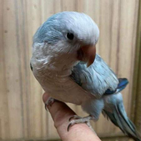 Image 13 of Large Variety of Hand Reared Birds Available! - Updated Regu