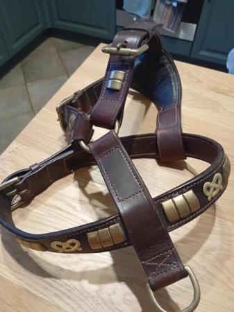 Image 2 of Staffordshire Bull Leather Harness