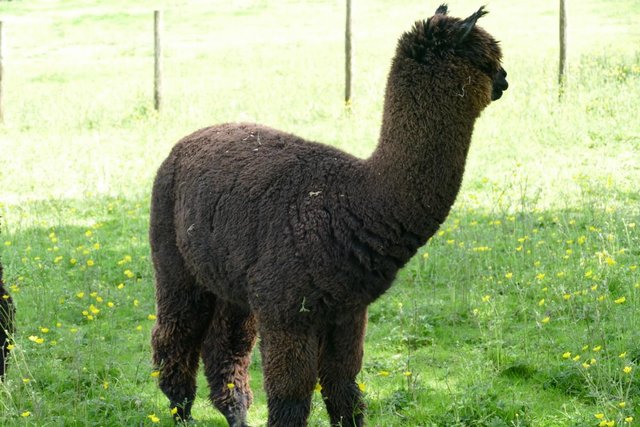 Image 9 of Alpacas - Group of Registered, friendly, young pets