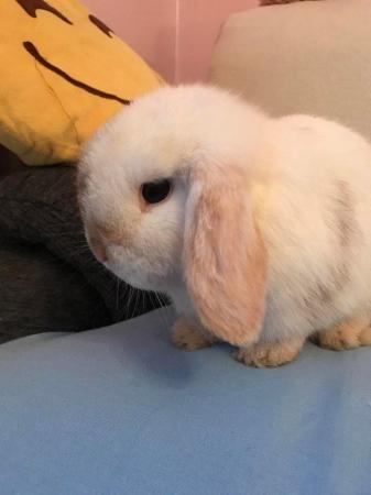 Image 5 of 1 year old mini lop male rabbit