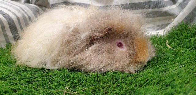 Image 5 of Various Boars (Male) Guinea Pigs for Sale