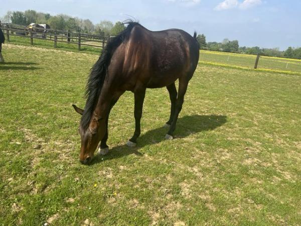 Image 2 of 16hh 12 year old gelding