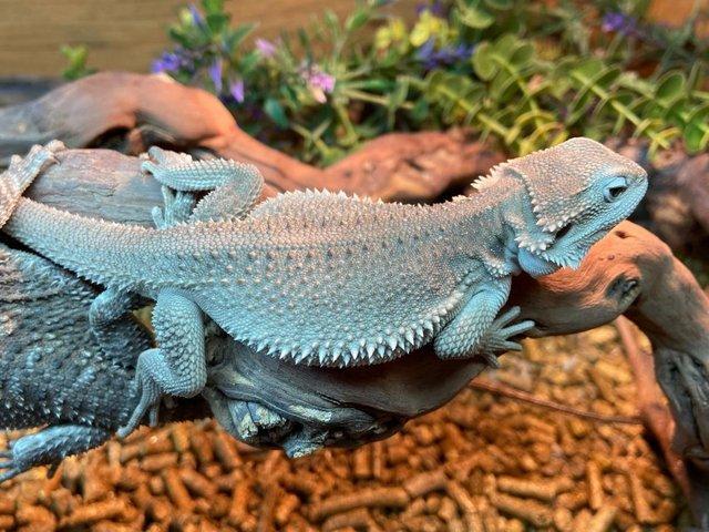 Preview of the first image of Bearded Dragons at Birmingham Reptiles.
