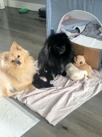 Image 8 of Pomeranian puppies ready now