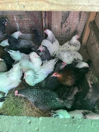 Image 14 of Chickens for sales point of lay