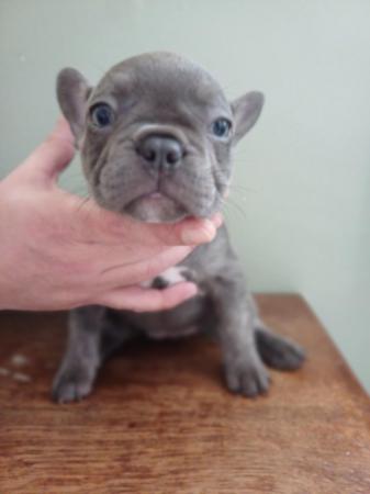 Image 7 of 8 week old French bull dog puppies.