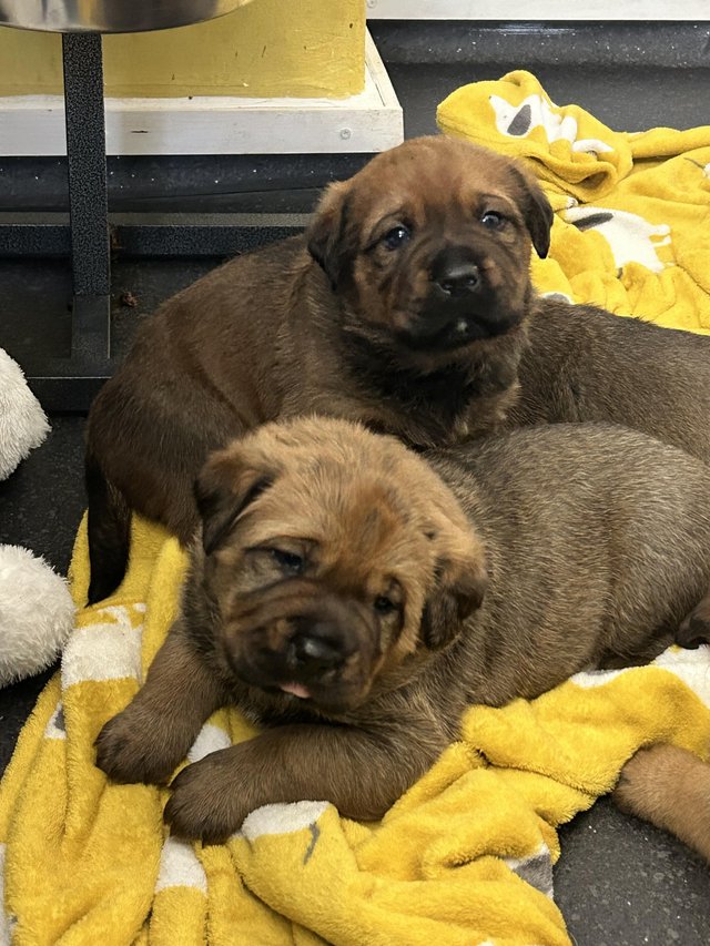 Preview of the first image of Gorgeous Dog de Bordeaux cross Rottweiler puppys.
