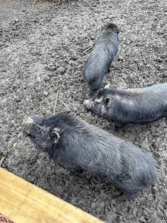 Image 2 of Three Kune Kune Pigs - free to a good home 2 boys 1 girl