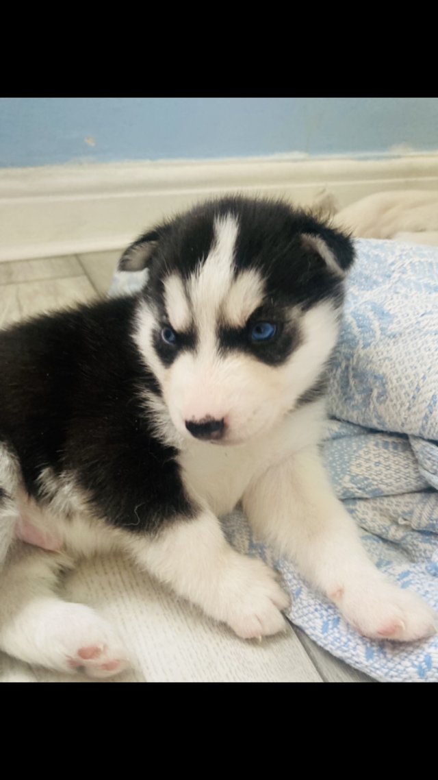 Preview of the first image of Beautiful Siberian Husky Puppies.