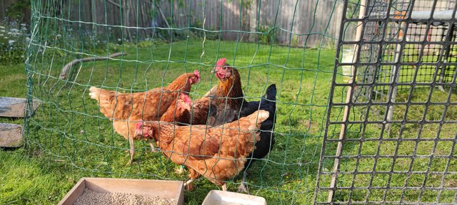 Image 1 of Egg laying hens - about a year old - coop also available