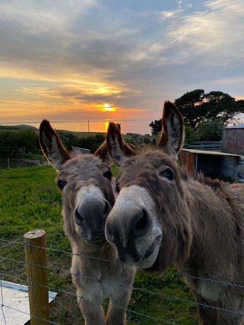 Preview of the first image of Two male donkeys for sale..