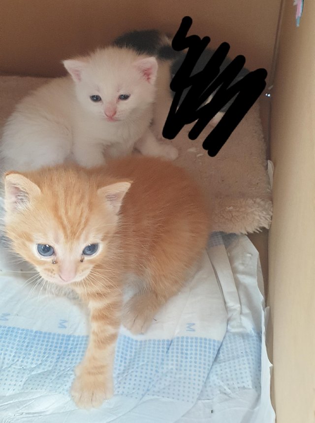 Preview of the first image of 2 stunning kittens available now one ginger one white.