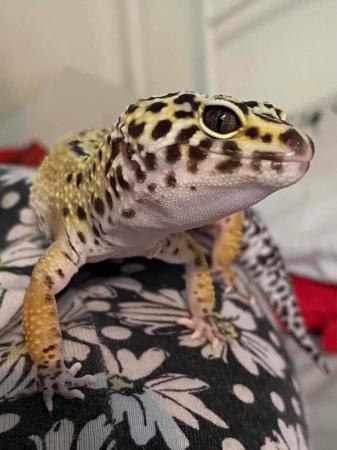 Image 5 of Leopard gecko female 3 years old