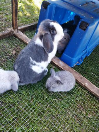 Image 5 of 2 Beautiful Male mini lop bunnies