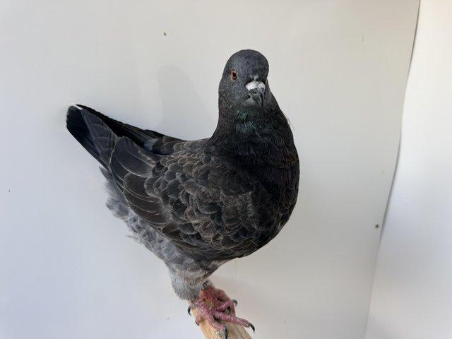 This years young King Pigeons various colours — photo 3 of 4
