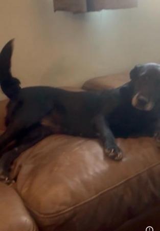 Image 3 of 5 year old black Labrador cross needed new loving home