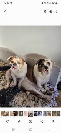 Image 5 of 2 x English bulldogs looking for new home