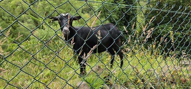 Image 2 of 2 Nanny Goats.both debudded