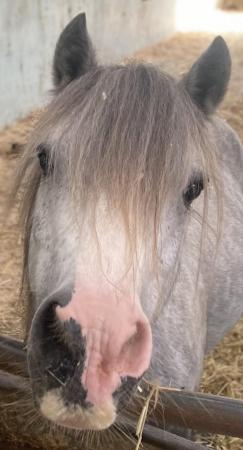 Image 9 of 5*Home Found Other Rescue Ponies Available 4 Full Re-Homing.