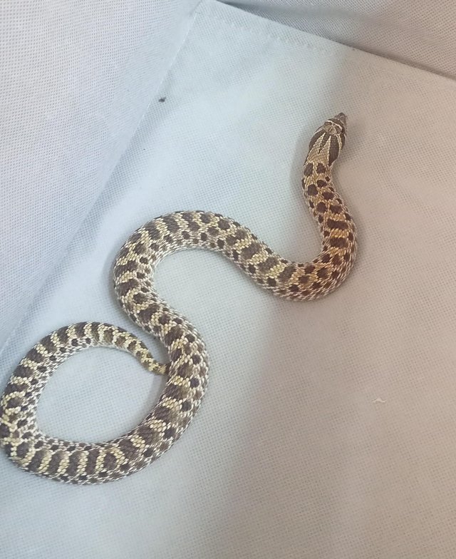 Preview of the first image of Western hognose snake looking for home.