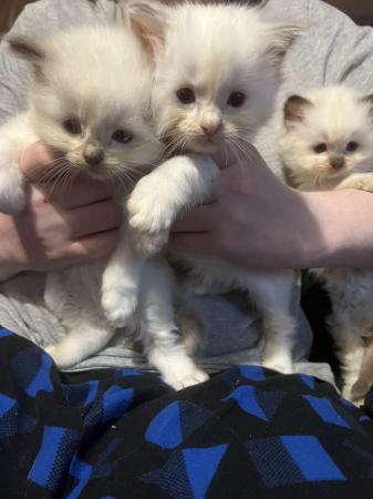 Image 14 of Last Beautiful male Ragdoll kitten for reservation
