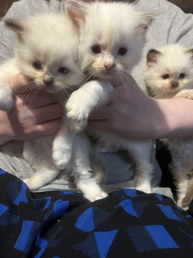 Preview of the first image of Beautiful Ragdoll kittens for reservation.