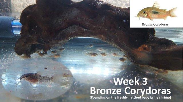 Image 7 of Bronze Cory Catfish £2.50 each or £10 for 6